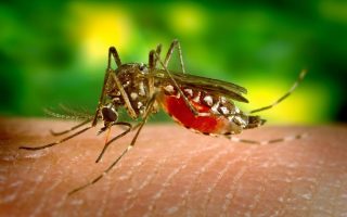 anti moustiques et remèdes contre les piqûres