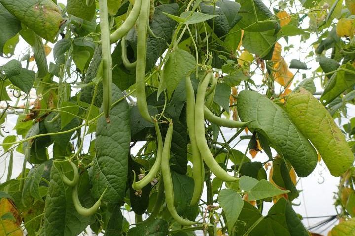 continuez à planter des haricots ! variétés de haricots verts