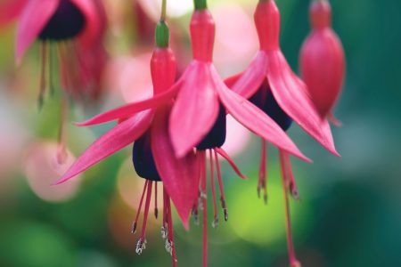 histoire des fuchsias.jpg