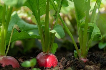 légumes rapides à planter en été