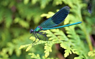 observation des libellules : chasser les libellules et les demoiselles