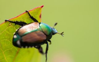 scarabées japonais