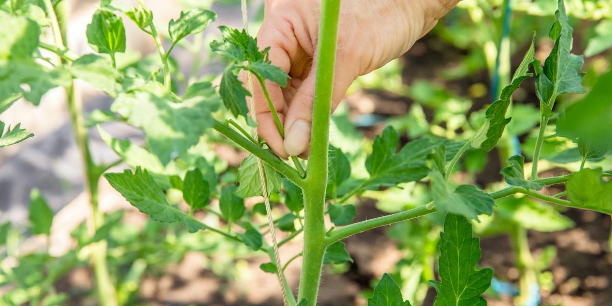 comment pincer les plantes : quels légumes ont besoin d'être