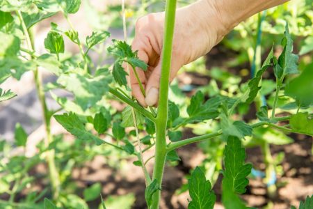 comment pincer les plantes : quels légumes ont besoin d'être