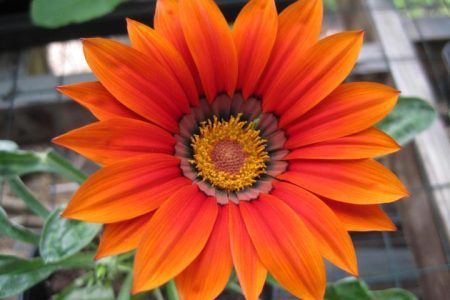 fleurs oranges préférées : ajoutez du grésillement à votre jardin !