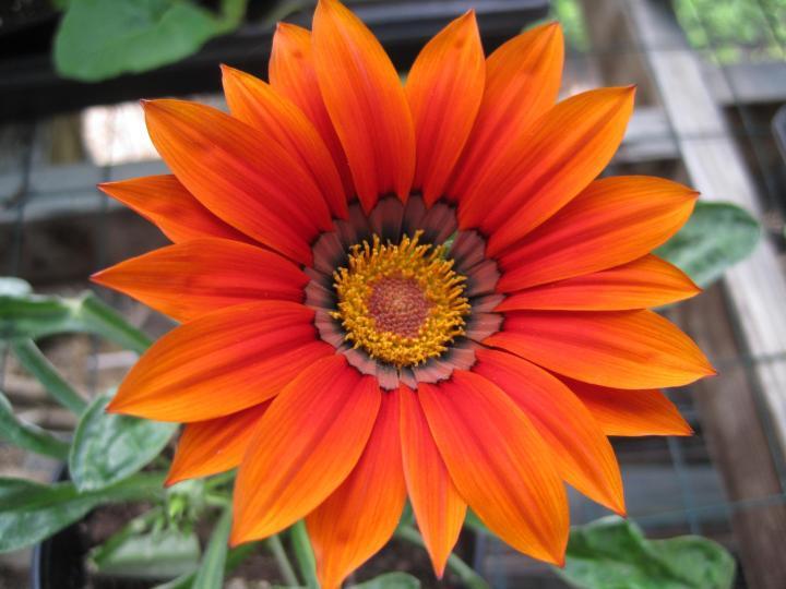 fleurs oranges préférées : ajoutez du grésillement à votre jardin !