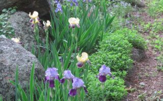 comment diviser les iris barbus avec des images