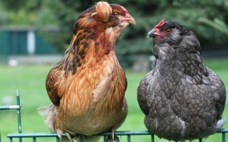 comportements du poulet : bain de poussière, accouplement, lissage et
