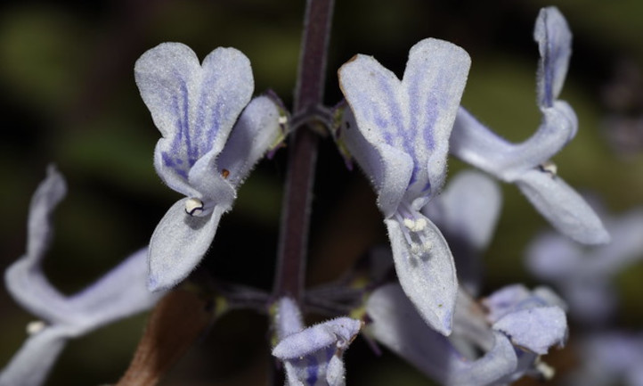 Fleurs de Plecanthrus verticillatus