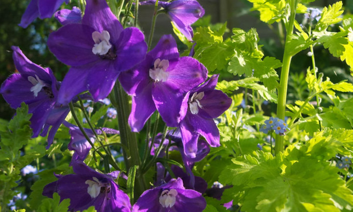 Delphiniums violets