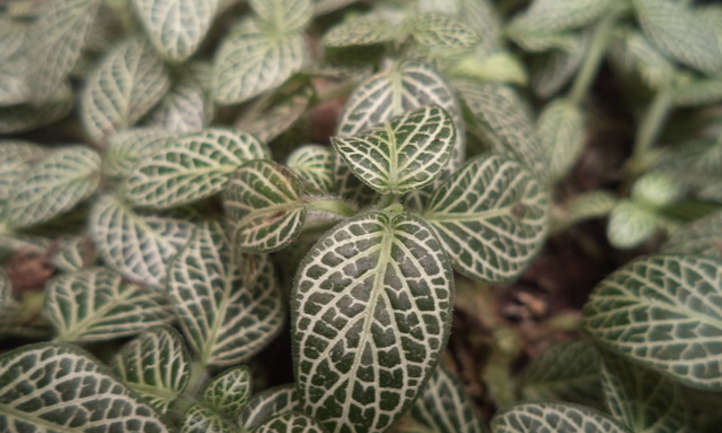 Plantes Fittonia