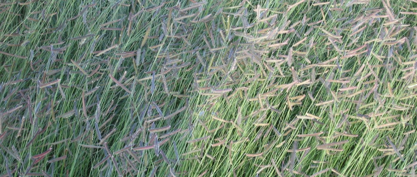 Blue Grama Grass