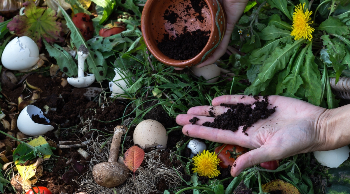 Tas de compost avec du marc de café mélangé. Le jardinier tient le marc épuisé et se prépare à le mélanger dans le tas de compost, qui comprend des coquilles d'œufs, des champignons et d'autres matières organiques.