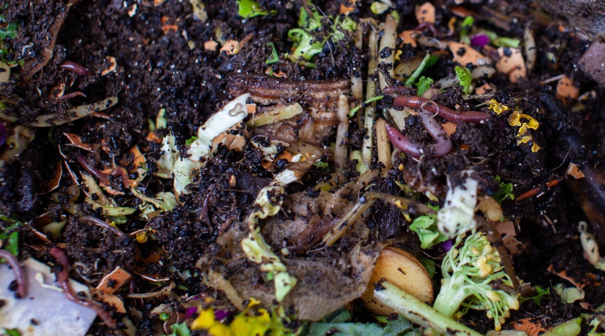 Vers dans un tas de compost.  Le tas de compost contient de nombreux ingrédients différents, notamment du marc de café usé, des légumes, des fruits et d'autres matières organiques.