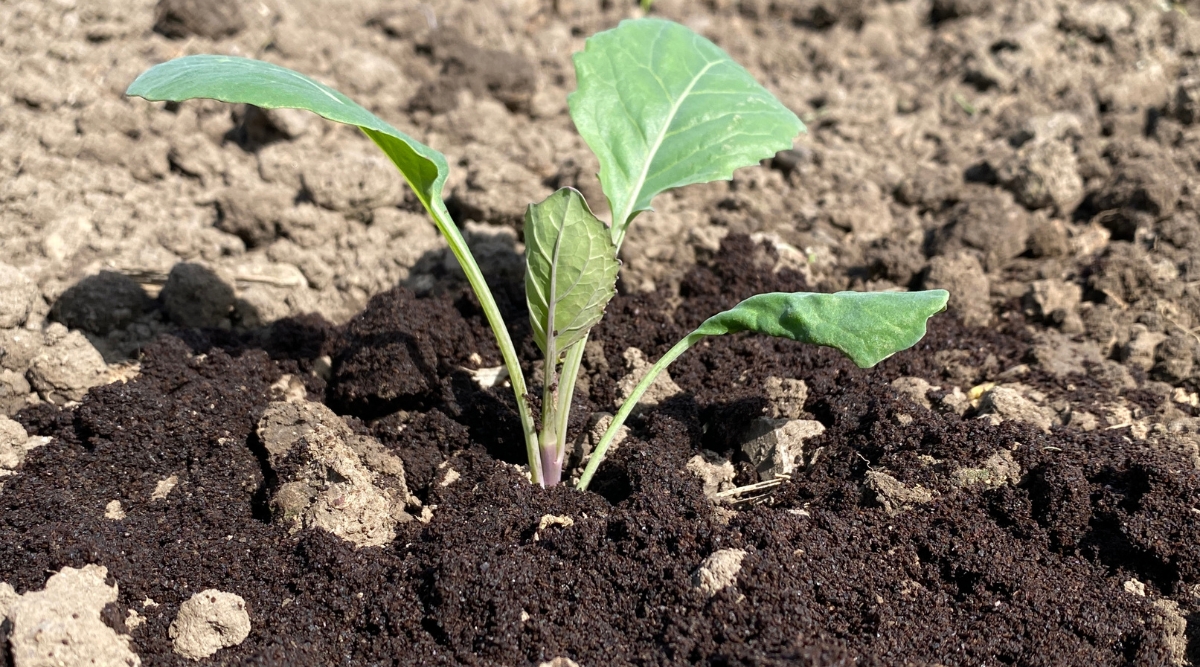 Brassica planté dans le sol avec du marc de café à la base de la plante.  La plante est une Brassica connue pour attirer les limaces.  Le sol qui l'entoure est sec et en mottes.