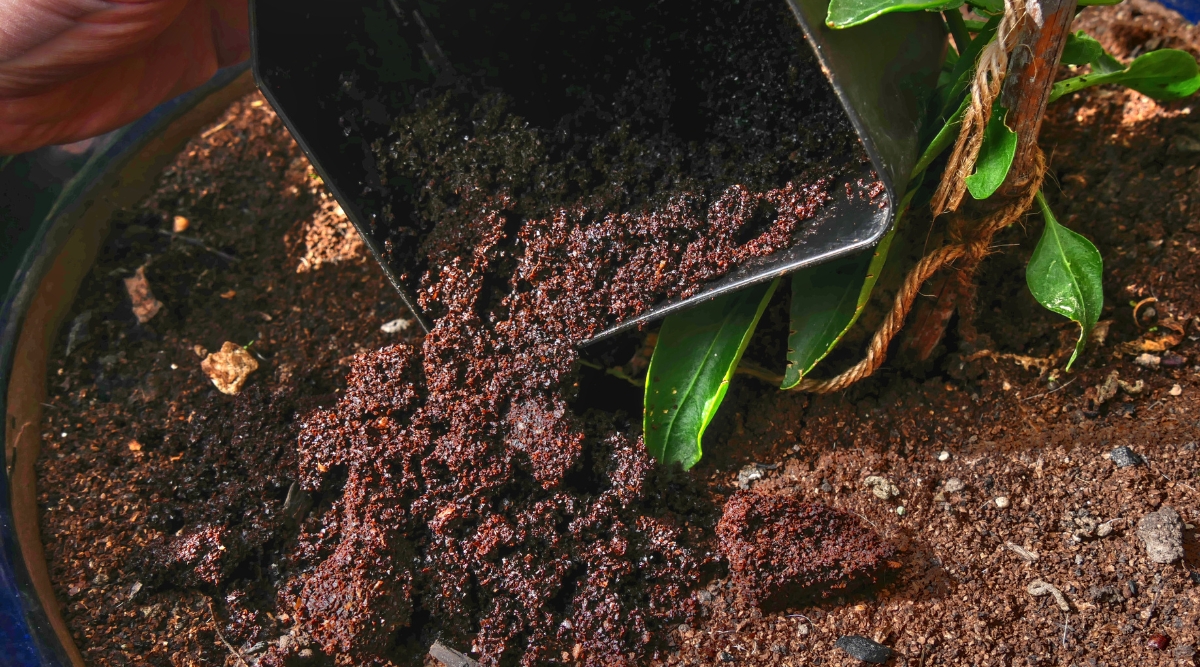 Sol assaini par un récipient en plastique avec des sols usés à l'intérieur placés dans le sol.  La plante est jeune et pousse avec une ficelle autour de la base.