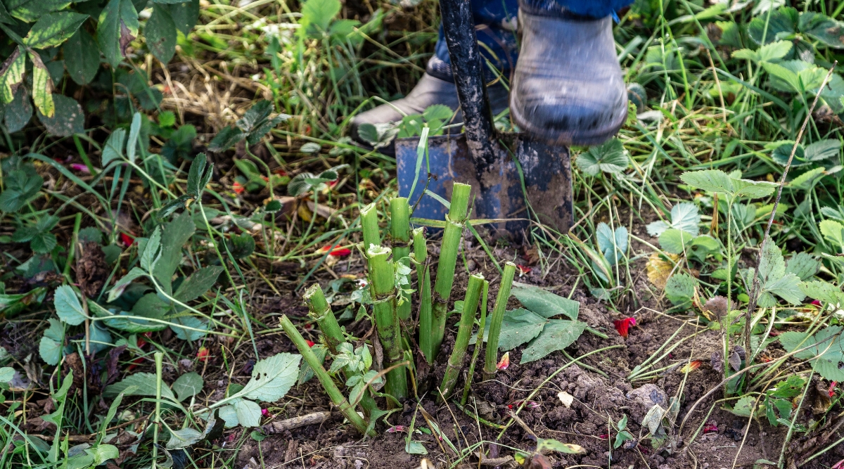 Grappe de pousses de tubercules coupées au sol et retirées.  Il y a un jardinier portant une botte noire qui creuse dans le sol.