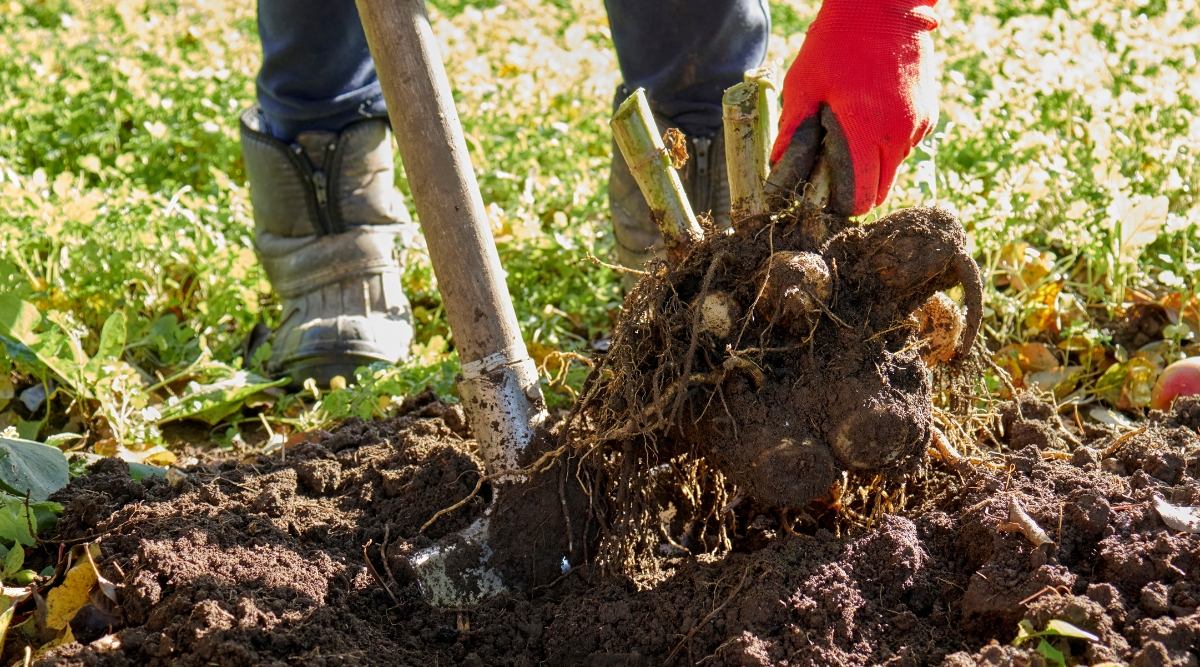 Les tubercules sont retirés du sol par un jardinier avec un gant rouge.  Le jardinier déterre les tubercules à l'aide d'une pelle et creuse dans la terre.