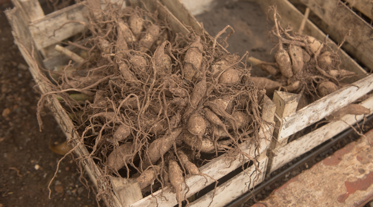 Tubercules séchés dans des boîtes de stockage.  Les boîtes de stockage sont en bois et contiennent les tubercules pour les plantes de la saison prochaine jusqu'à la fin de leur dormance hivernale.