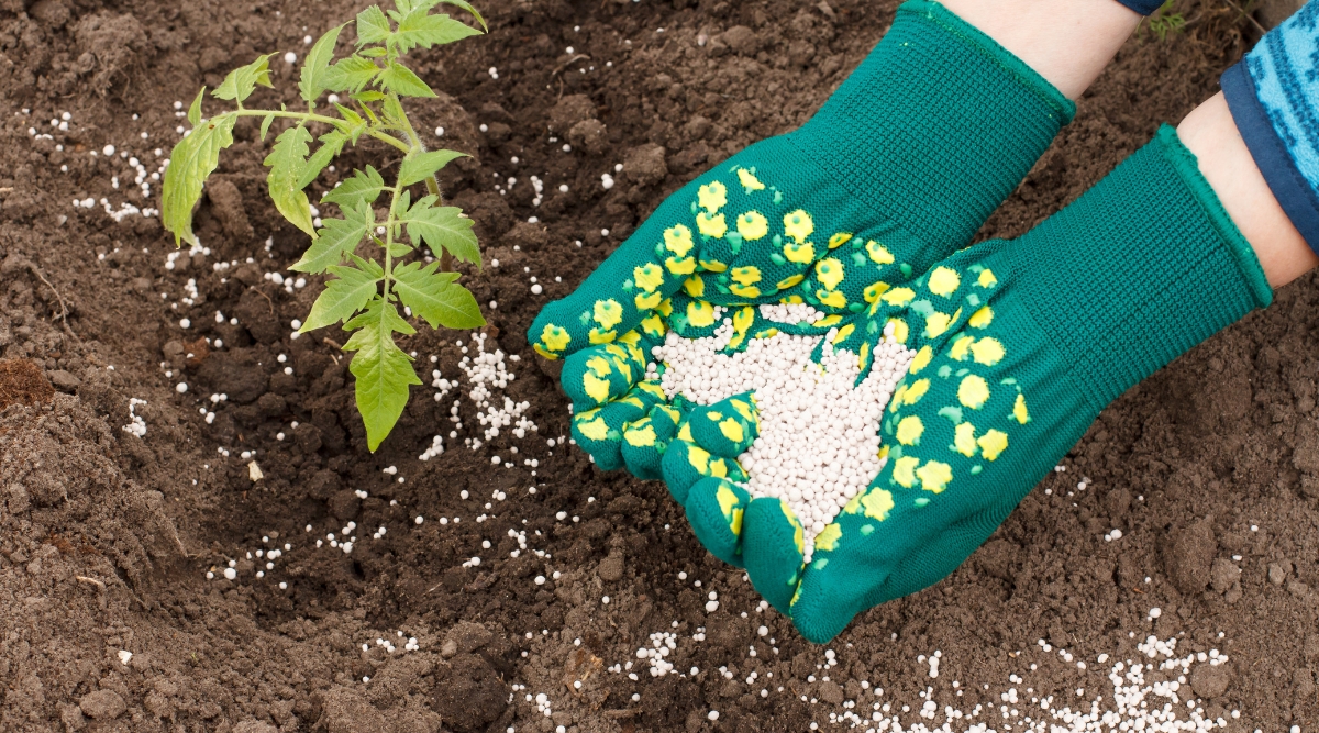 Plante fertilisée après une greffe récente.  Le jardinier tient de l'engrais avec des gants verts qui portent des fleurs.
