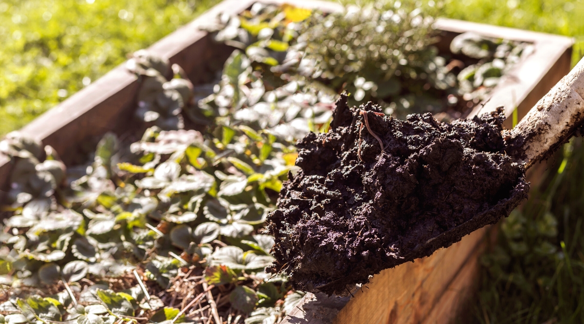 Gros plan d'une grande pelle de jardin remplie de compost sur fond flou d'un lit de jardin surélevé avec des fraises en croissance.  Le compost est noir, humide, avec des vers.