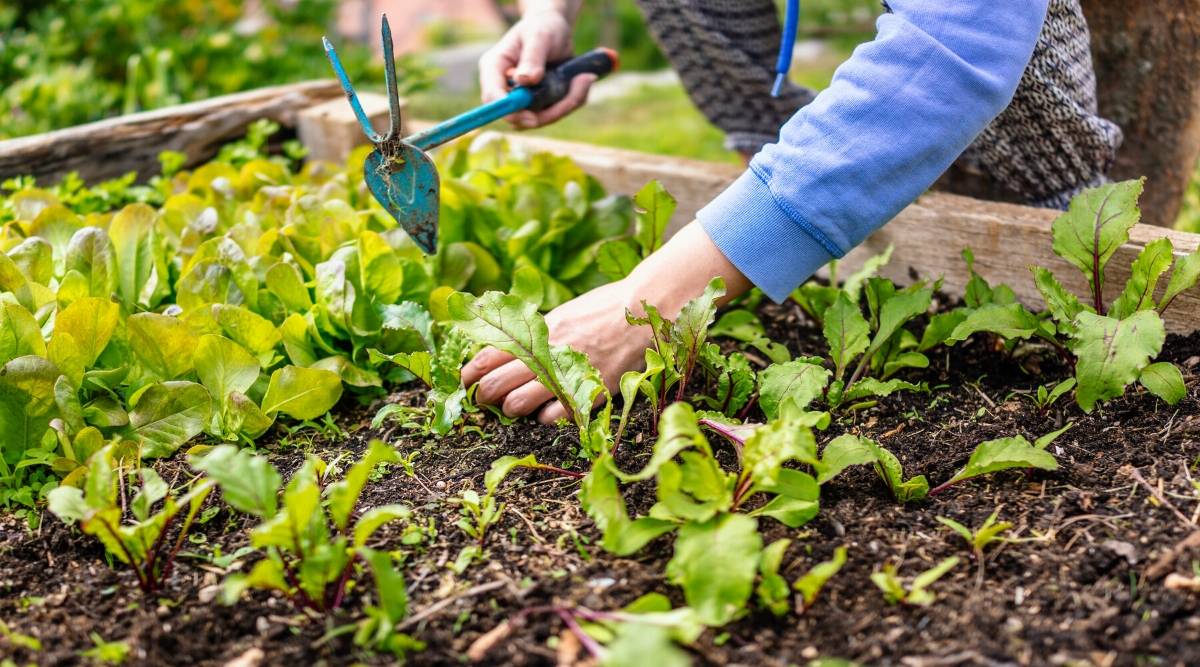 Gros plan sur les mains d'une femme cultivant le sol avec une fourche de jardin entre des plantes en croissance sur un lit surélevé.  La laitue pousse sur un lit surélevé en bois.  Le jardinier porte un sweat-shirt bleu et un pantalon blanc et noir.