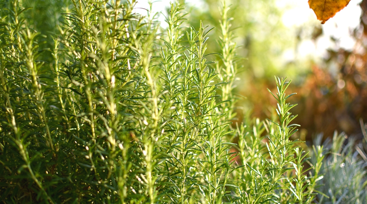 Gros plan d'un buisson de romarin luxuriant en plein soleil, dans un jardin.  L'arbuste se compose de nombreuses tiges ligneuses hautes et dressées avec des feuilles fines et étroites en forme d'aiguilles.