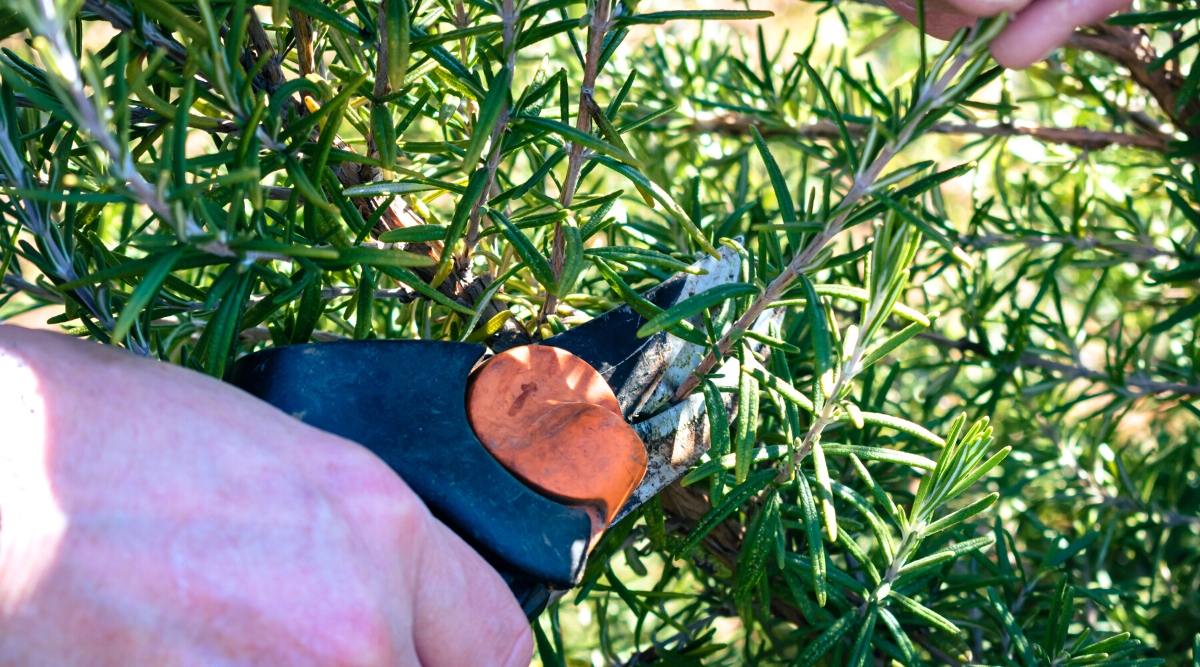Gros plan sur des mains mâles coupant des branches de romarin avec des sécateurs noirs et orange, dans un jardin ensoleillé.  Le romarin est un arbuste à feuilles persistantes avec des tiges ligneuses recouvertes de petites feuilles vert foncé en forme d'aiguilles.