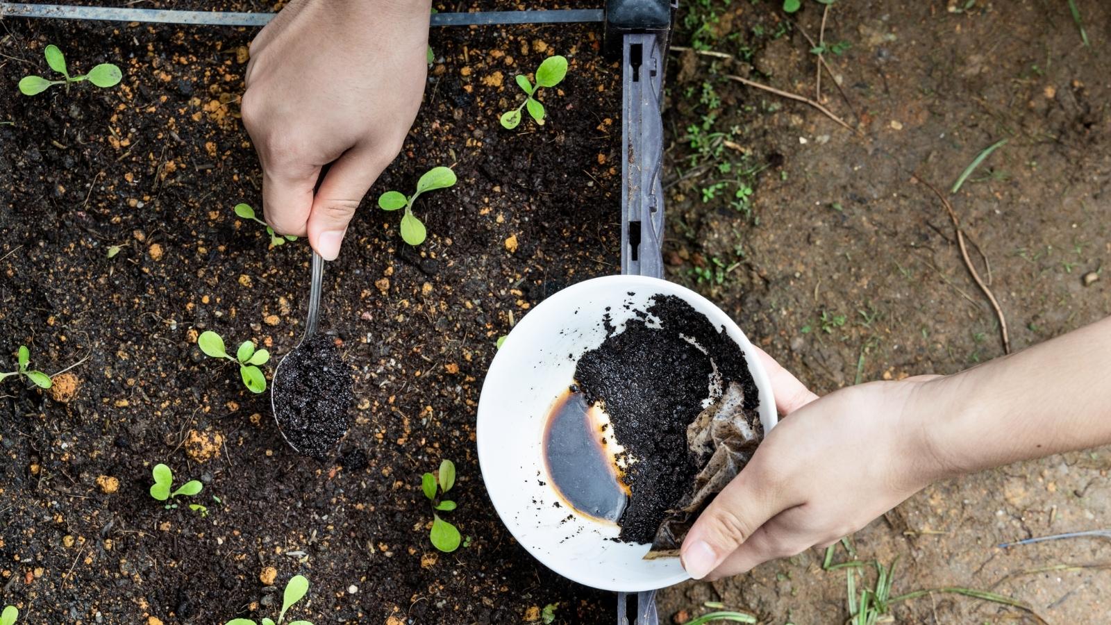 Jardinier utilisant du marc de café usé comme engrais dans le jardin