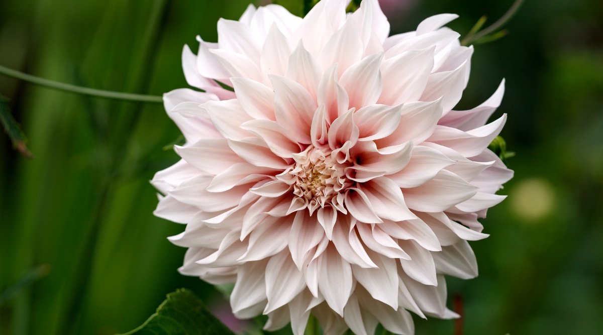Cultivar de café au lait poussant dans un jardin avec des pétales blanc rosé.  L'image est un gros plan de la grande floraison de cette fleur particulière.