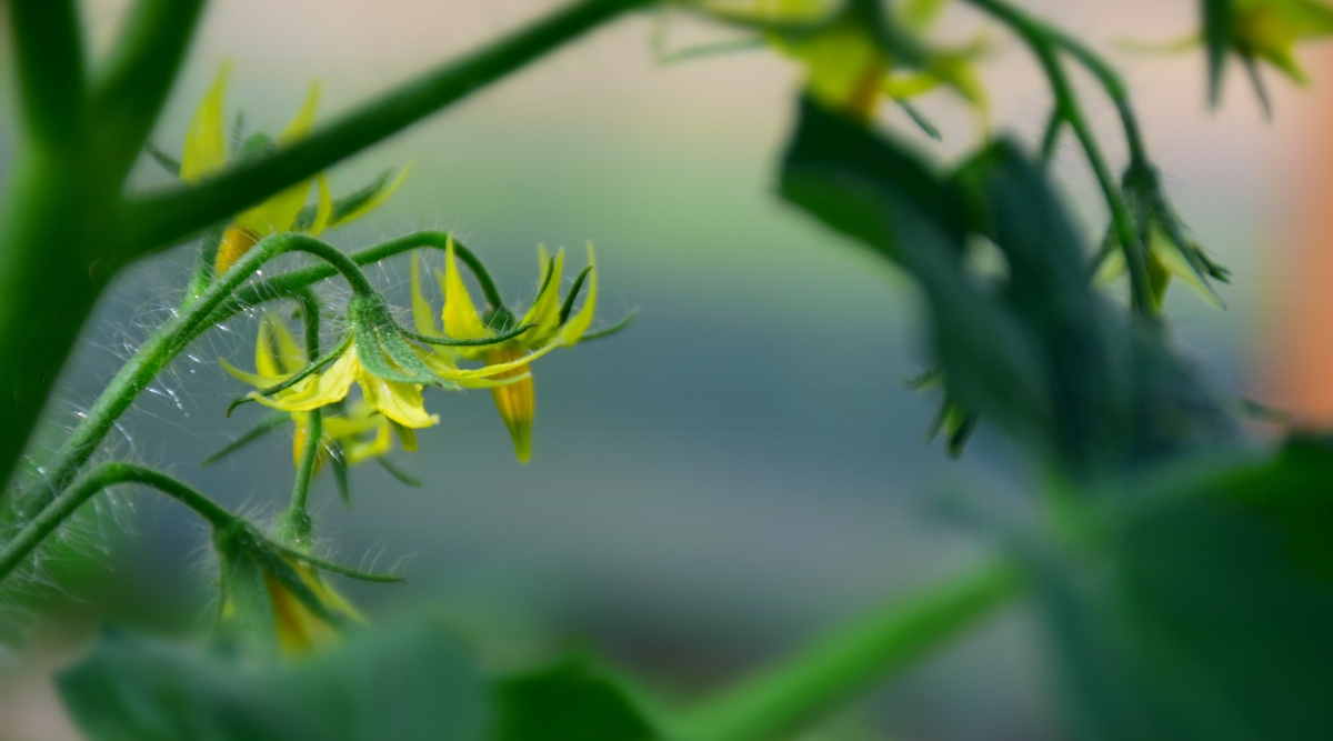Fleurs jaunes sur la plante de tomate poussant dans le jardin de près et les fleurs sont petites et jaunes.