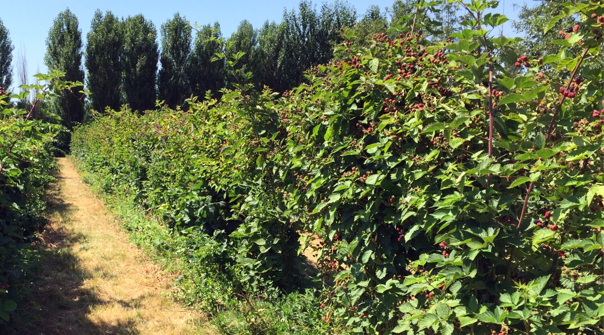 Close-up of Erect Blackberries poussant en rangées dans un jardin ensoleillé.  Les buissons ont des tiges épineuses verticales avec des feuilles vertes, composées de 3 à 5 folioles.  Les fruits sont petits, oblongs, noir brillant, avec de petites graines à l'intérieur.