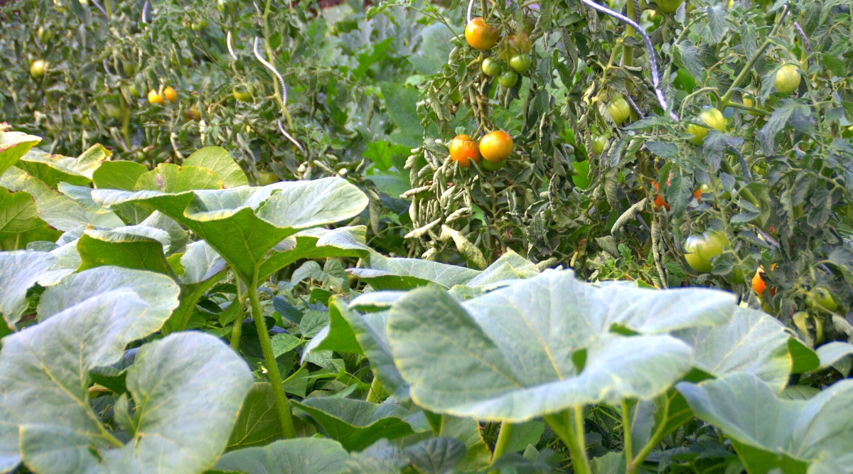 Gros plan sur la culture de plants de courges et de tomates dans le jardin.  La courge a de grandes feuilles larges, rondes, gris-vert avec des bords dentelés et une texture rugueuse.  Le plant de tomate a une croissance buissonnante dressée.  Les feuilles de tomate sont de couleur vert foncé et légèrement poilues.  Ils sont composés pennés avec plusieurs folioles attachées à une nervure médiane centrale.  Les feuilles sont de forme ovale et ont des bords dentelés.  Les fruits de la tomate sont de taille moyenne, de forme ronde, avec une peau rouge orangée brillante et lisse.