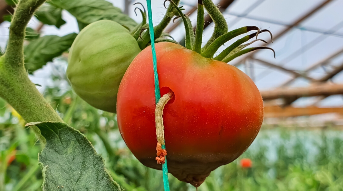 Gros plan sur des fruits de tomates mûrs affectés par Helicoverpa armigera (ver de la capsule du coton).  Les fruits de la tomate sont gros, arrondis, recouverts d'une fine peau rouge vif.  Un autre fruit de la tomate n'est pas mûr, vert.  Dans le fruit mûr, il y a un trou d'où sort le ver de la capsule du coton.  Le ver de la capsule du coton est un ravageur destructeur qui infecte une variété de plantes, y compris les tomates et le maïs.  Les larves du ver de la capsule du coton ont un corps cylindrique recouvert d'une peau lisse, de couleur brun clair, avec des rayures ou des marques sur toute la longueur.